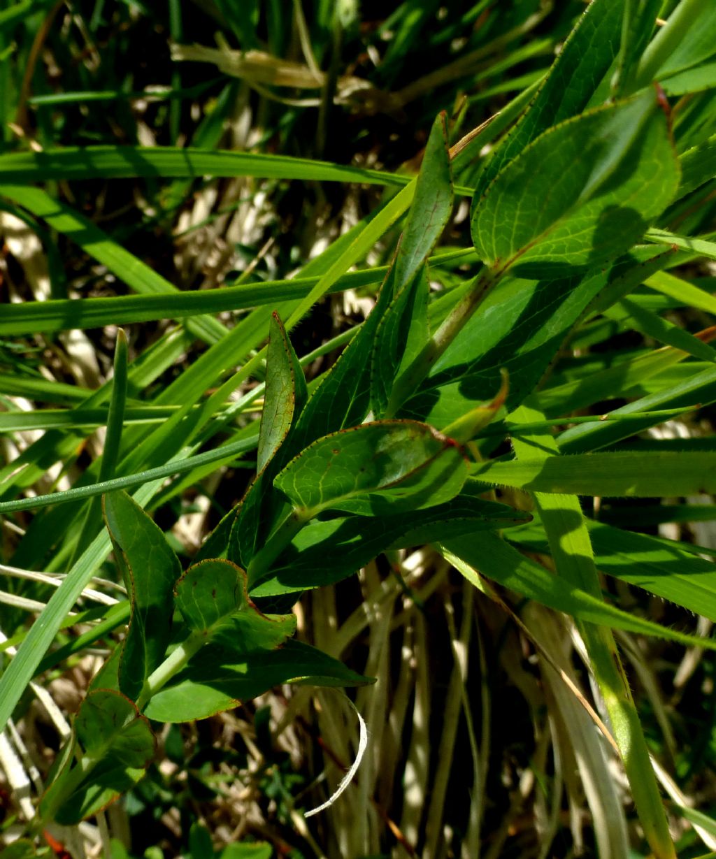 Hypericum richeri a Campo Imperatore